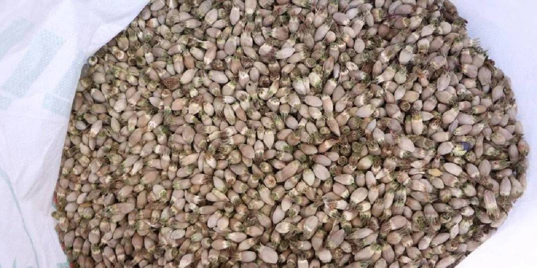 Peynirden sakıza, yemekten kahve yapımına! Kullanım alanı da yetişme alanı da geniş: Kilosu 700 TL 4